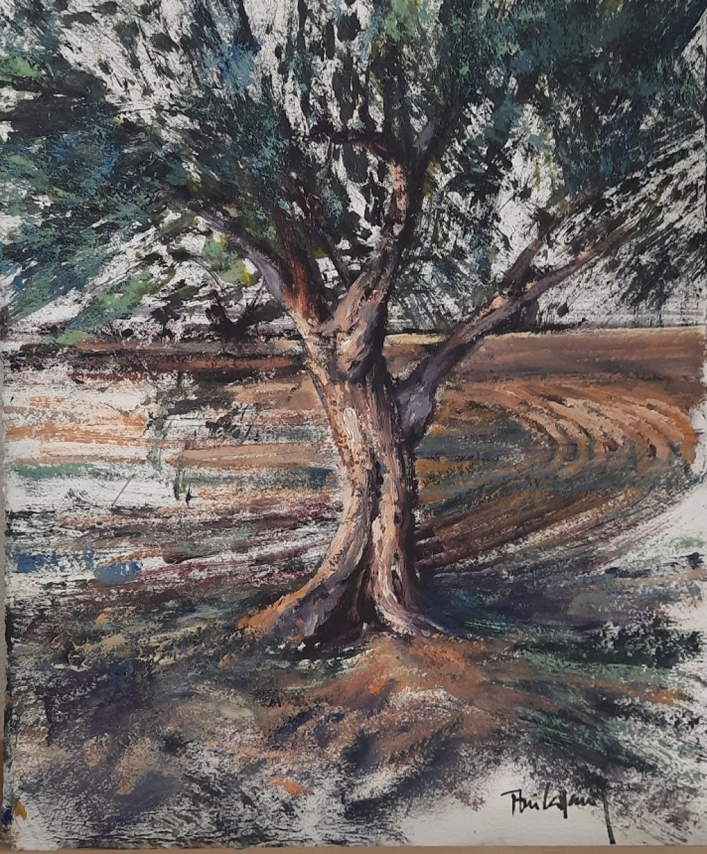 Olive trees series I